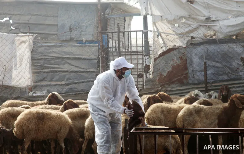 Palestinian agriculture workers inject a dose for sheep against Brucellosis, in Beit Lahia in the northern Gaza Strip, on August 25, 2021. Brucellosis is a bacterial disease caused by various Brucella species, which main...