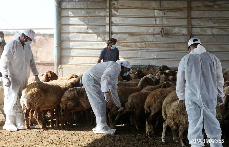 Palestinian agriculture workers inject a dose for sheep against Brucellosis, in Beit Lahia in the northern Gaza Strip, on August 25, 2021. Brucellosis is a bacterial disease caused by various Brucella species, which main...