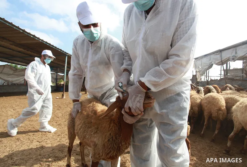 Palestinian agriculture workers inject a dose for sheep against Brucellosis, in Beit Lahia in the northern Gaza Strip, on August 25, 2021. Brucellosis is a bacterial disease caused by various Brucella species, which main...