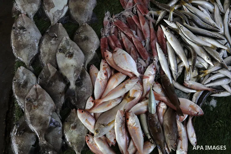 Palestinian fishermen display fishes at fish market after Israel expand the fishing zone in the Gaza Strip to 15 nautical miles, in Gaza city on September 2, 2021. Israel said it would expand Gaza's fishing zone, increas...