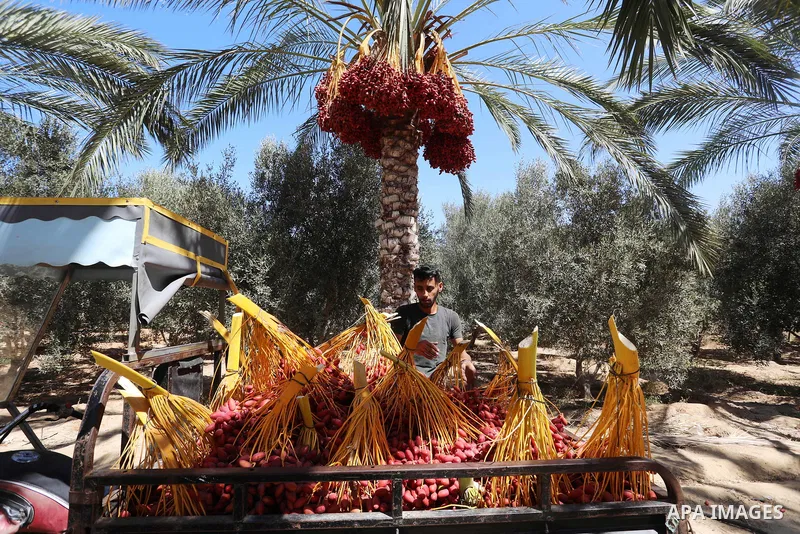 Palestinian farmers harvest dates from a palm tree during harvest season in Deir al-Balah in the central Gaza Strip on September 19, 2021. Photo by Ashraf Amra