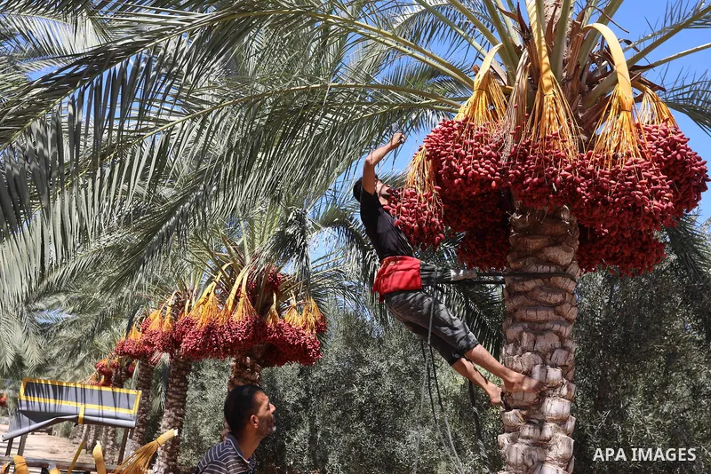 Palestinian farmers harvest dates from a palm tree during harvest season in Deir al-Balah in the central Gaza Strip on September 19, 2021. Photo by Ashraf Amra
