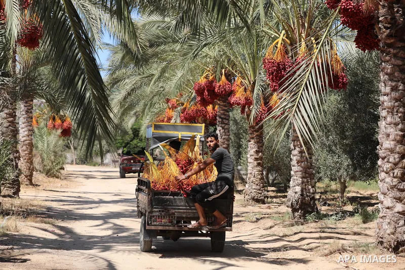 Palestinian farmers harvest dates from a palm tree during harvest season in Deir al-Balah in the central Gaza Strip on September 19, 2021. Photo by Ashraf Amra