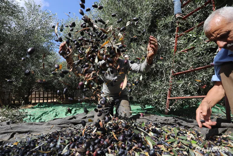 Palestinians pick up olives during a harvest season, in Khan Younis in the southern of Gaza strip, on September 23, 2021. The 2021 olive harvest season, was an exceptionally poor one in terms of oil yield. Photo by Ashra...