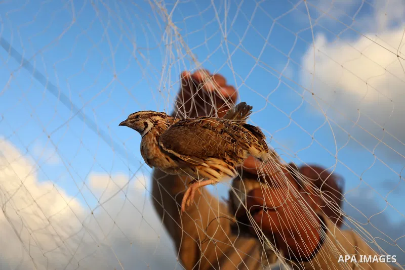 A Palestinian man takes out a quail from a net after catching it on a beach in Deir Al-Balah, in the central Gaza Strip on September 23, 2021. Palestinians erected hundreds of meters of nets along the coastline in the Ga...