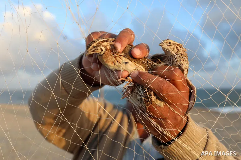 A Palestinian man takes out a quail from a net after catching it on a beach in Deir Al-Balah, in the central Gaza Strip on September 23, 2021. Palestinians erected hundreds of meters of nets along the coastline in the Ga...
