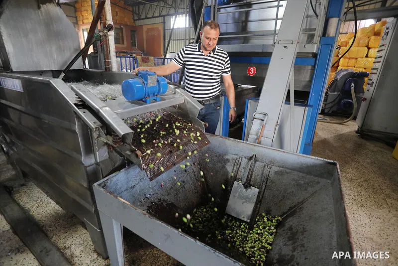 Palestinian workers prepare olives before crushe it to change-over into oil in an olive oil processing workshop, in Khan Younis in the southern of Gaza strip, on September 28, 2021. The 2021 olive harvest season, was an...