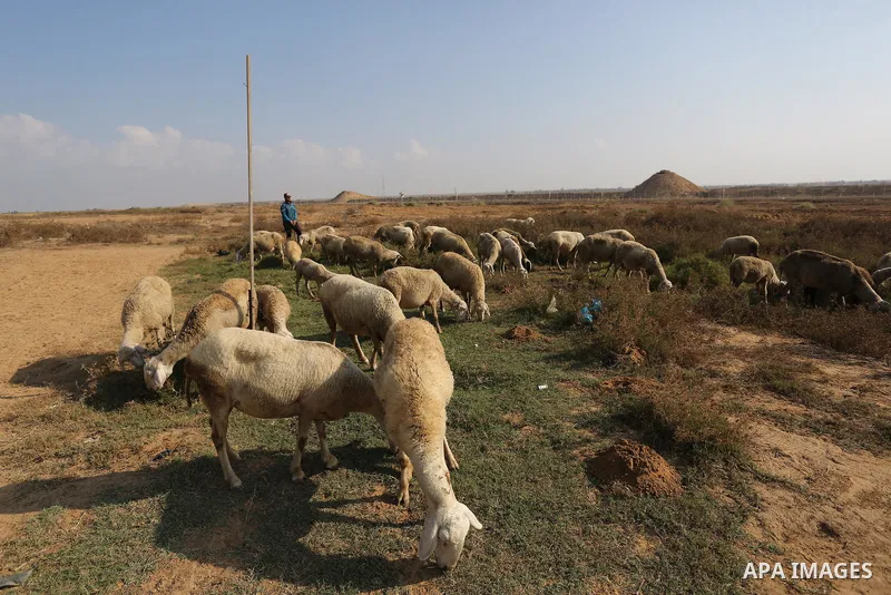 A Palestinian man herds sheep near at the Israel-Gaza border, in Khan Younis in the southern Gaza Strip on October 03, 2021. Mohammad Abdul-Karim Ammar was shot dead while he was hunting birds by the Israeli forces stati...