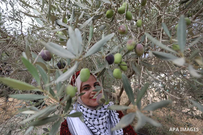 Volunteers help Palestinian farmers and families pick olives during the harvest season, in Khan Younis in the southern of Gaza Strip on October 3, 2021. Olive trees perform a crucial historical and cultural role in the P...
