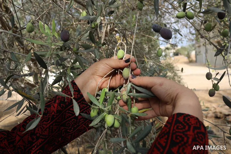Volunteers help Palestinian farmers and families pick olives during the harvest season, in Khan Younis in the southern of Gaza Strip on October 3, 2021. Olive trees perform a crucial historical and cultural role in the P...