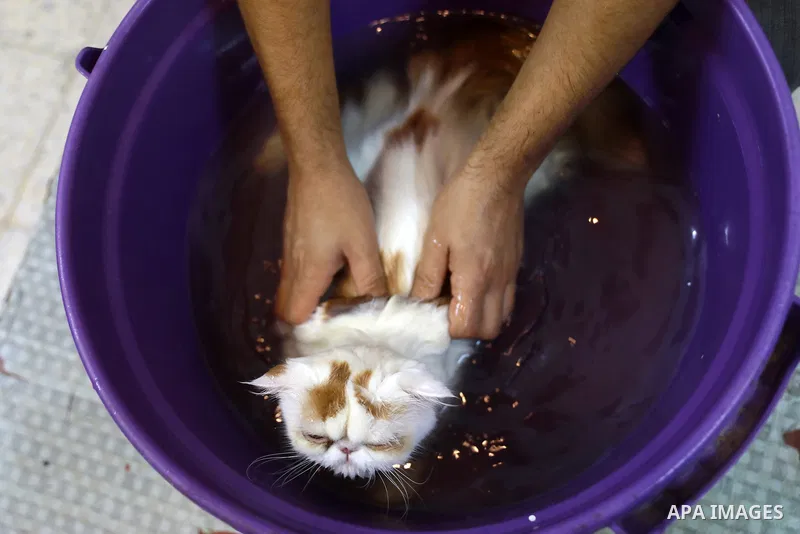 Palestinian youth, Mohammad Al-Madhoun, 20, takes care of cats at his home in Gaza city on October 17, 2021. Al-Madhoun pamper pets of cats and provides them with health care, massage and cutting their hair inside his ho...
