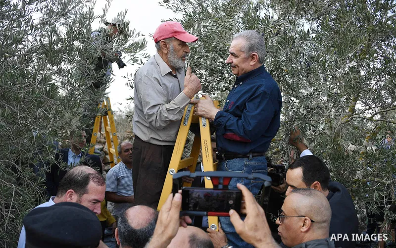 Palestinian Prime Minister Mohammad Ishtayeh, helps harvests olives during the launch of the Palestinian olive harvest season, in the West Bank city of Salfit on October 20, 2021. Photo by Prime Minister Office