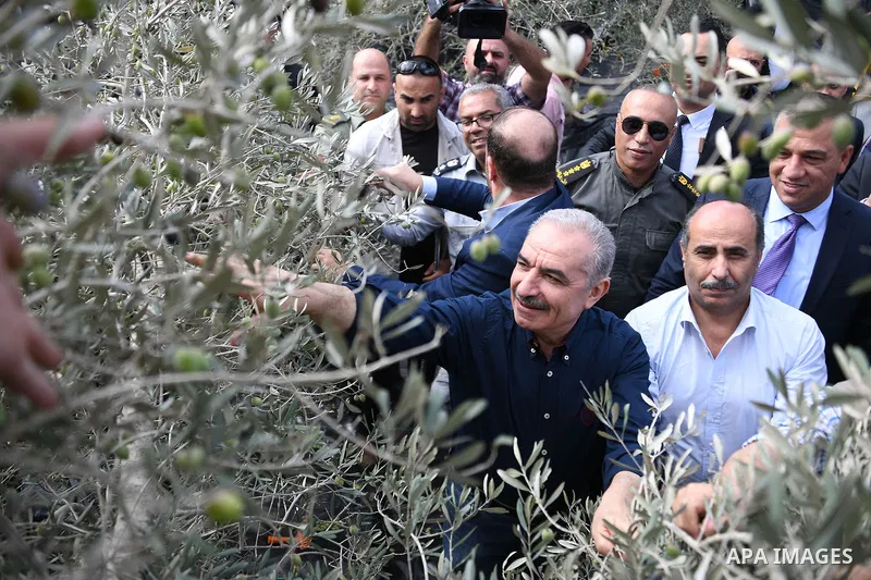 Palestinian Prime Minister Mohammad Ishtayeh, helps harvests olives during the launch of the Palestinian olive harvest season, in the West Bank city of Salfit on October 20, 2021. Photo by Prime Minister Office