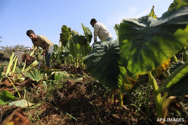 Palestinian farmers harvest colocasia in Gaza city on November 13, 2021. Colocasia , a root vegetable most commonly known as taro, kalo, dasheen, madhumbe, marope, magogoya, patra, arbi or godere.[citation needed] It is...