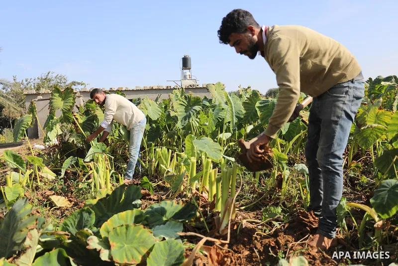 Palestinian farmers harvest colocasia in Gaza city on November 13, 2021. Colocasia , a root vegetable most commonly known as taro, kalo, dasheen, madhumbe, marope, magogoya, patra, arbi or godere.[citation needed] It is...
