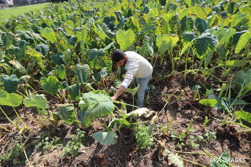 Palestinian farmers harvest colocasia in Gaza city on November 13, 2021. Colocasia , a root vegetable most commonly known as taro, kalo, dasheen, madhumbe, marope, magogoya, patra, arbi or godere.[citation needed] It is...