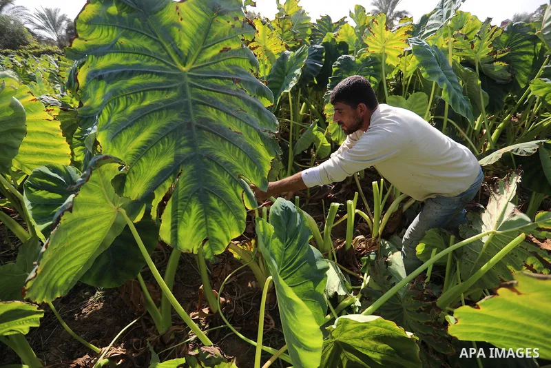 Palestinian farmers harvest colocasia in Gaza city on November 13, 2021. Colocasia , a root vegetable most commonly known as taro, kalo, dasheen, madhumbe, marope, magogoya, patra, arbi or godere.[citation needed] It is...