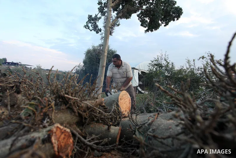 Palestinian men collect the wood to be used for heating in the winter, in Gaza city on November 22, 2021. People in the Gaza Strip are buying firewood for cooking and heating, especially during the power outage in winter...
