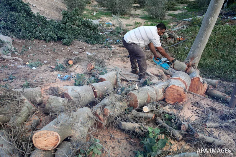 Palestinian men collect the wood to be used for heating in the winter, in Gaza city on November 22, 2021. People in the Gaza Strip are buying firewood for cooking and heating, especially during the power outage in winter...