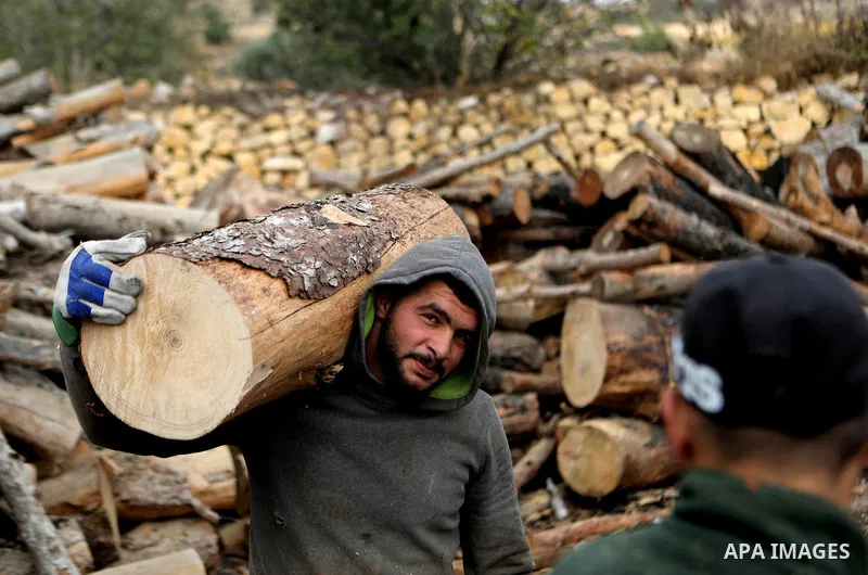 Palestinian lumberjacks unload logs to make firewood for sale during the winter season, at a worksite in Halhul village, north the West Bank city of Hebron on December 01, 2021. People are buying firewood for cooking and...
