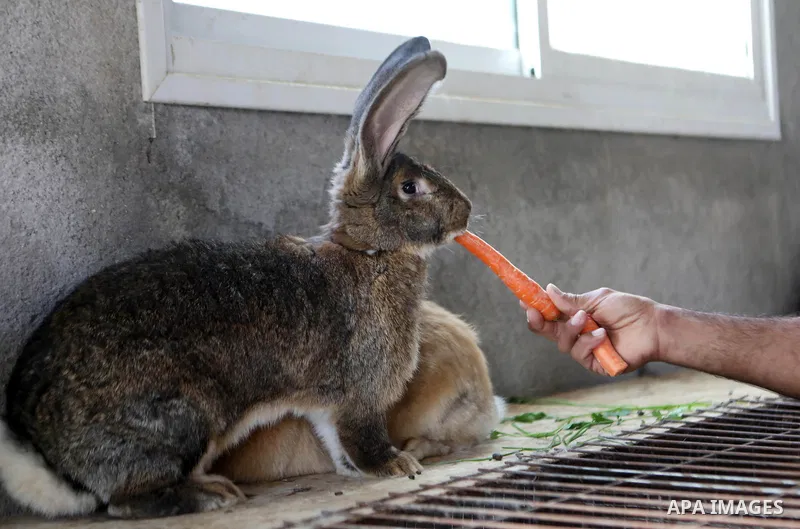 Saleh Al Sharawy shows large rabbits at a small farm inside his house, in the West Bank village of Dura near Hebron, on December 01, 2021. Al Sharawy, 37, raises German and Belgian giant rabbits to increase income. Photo...