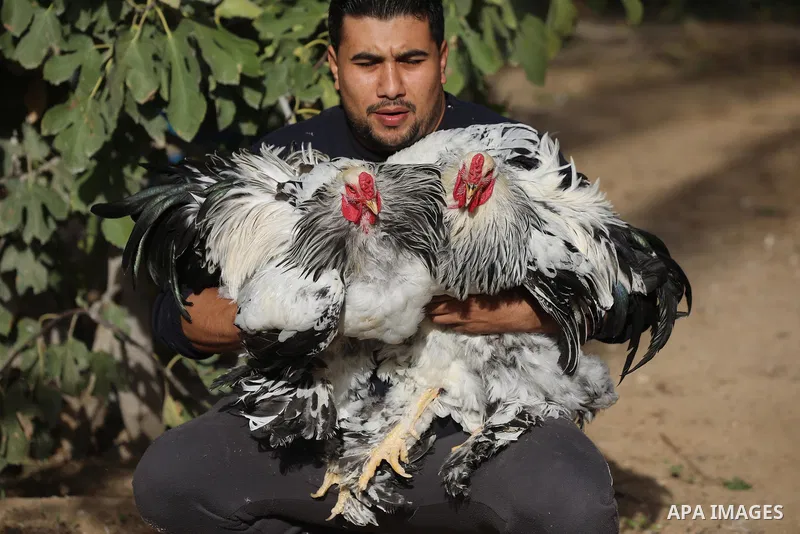 Palestinian Maher Abu Hadaf, shows ornamental birds at his farm in Deir al-Balah in the central Gaza Strip on December 05, 2021. Abu Hadaf raises many types of ornamental birds, such as Brahma chicken and Cochin, for sal...
