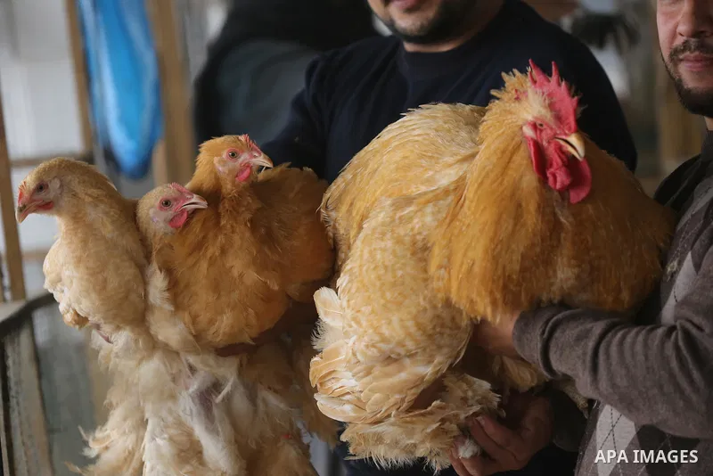 Palestinian Maher Abu Hadaf, shows ornamental birds at his farm in Deir al-Balah in the central Gaza Strip on December 05, 2021. Abu Hadaf raises many types of ornamental birds, such as Brahma chicken and Cochin, for sal...