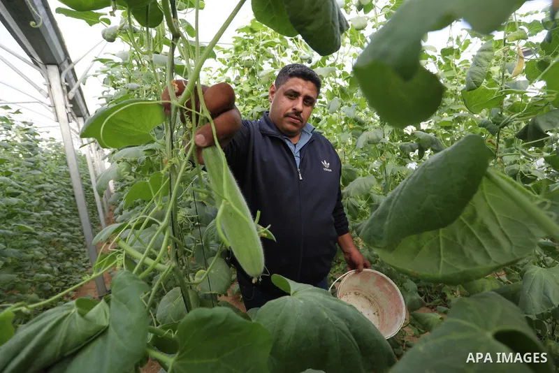 Palestinian farmers harvest snake cucumber "faqous" in a field in Deir al-Balah in the central Gaza Strip on December 13, 2021. The Armenian cucumber, is a type of long, slender fruit which tastes like a cucumber and loo...