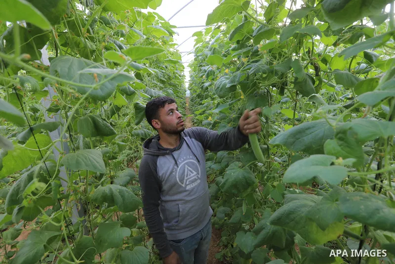 Palestinian farmers harvest snake cucumber "faqous" in a field in Deir al-Balah in the central Gaza Strip on December 13, 2021. The Armenian cucumber, is a type of long, slender fruit which tastes like a cucumber and loo...