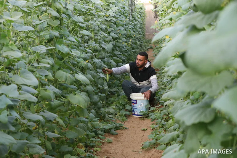 Palestinian farmers harvest snake cucumber "faqous" in a field in Deir al-Balah in the central Gaza Strip on December 13, 2021. The Armenian cucumber, is a type of long, slender fruit which tastes like a cucumber and loo...