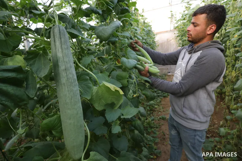 Palestinian farmers harvest snake cucumber "faqous" in a field in Deir al-Balah in the central Gaza Strip on December 13, 2021. The Armenian cucumber, is a type of long, slender fruit which tastes like a cucumber and loo...
