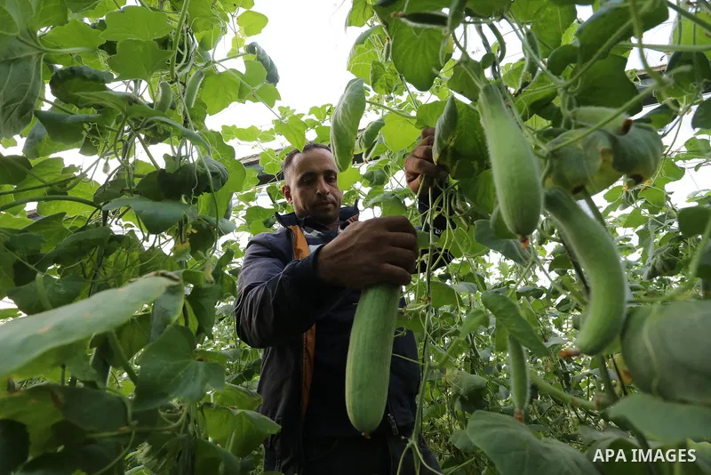 Palestinian farmers harvest snake cucumber "faqous" in a field in Deir al-Balah in the central Gaza Strip on December 13, 2021. The Armenian cucumber, is a type of long, slender fruit which tastes like a cucumber and loo...