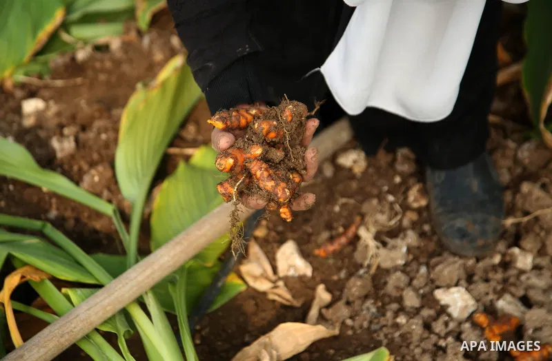 Palestinian woman Fatima al-Turabi harvests fresh turmeric at her plastic greenhouse, in the West Bank city of Nablus on December 16, 2021. Al-Turabi succeeded in cultivating turmeric for the first time in Palestine in a...