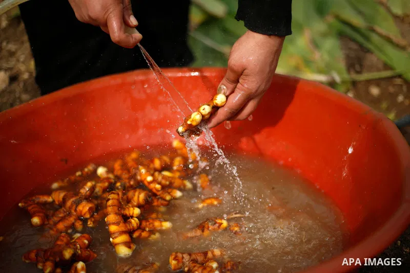 Palestinian woman Fatima al-Turabi harvests fresh turmeric at her plastic greenhouse, in the West Bank city of Nablus on December 16, 2021. Al-Turabi succeeded in cultivating turmeric for the first time in Palestine in a...