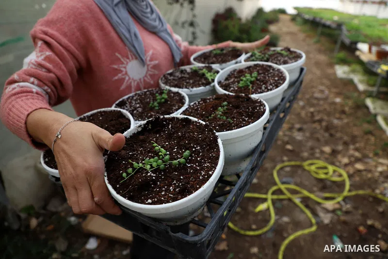 Palestinian woman Sherihan Saleh, works in a plant nursery in the lands of Burin village, south of Nablus in the West Bank on December 23, 2021. A nursery is a place where plants are propagated and grown to a desired age...