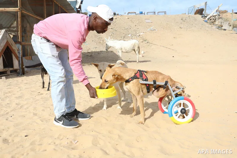 Palestinian man Saed al-Aer plays with the dogs at the Sulala Society for Animal Care shelter in Gaza City on December 25, 2021. Al-Aer, 25, takes care of about 400 stray dogs at his shelter center. Photo by Ashraf Amra