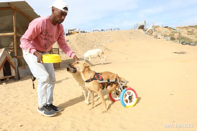 Palestinian man Saed al-Aer plays with the dogs at the Sulala Society for Animal Care shelter in Gaza City on December 25, 2021. Al-Aer, 25, takes care of about 400 stray dogs at his shelter center. Photo by Ashraf Amra