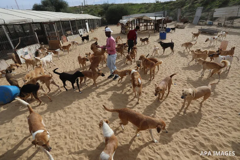 Palestinian man Saed al-Aer plays with the dogs at the Sulala Society for Animal Care shelter in Gaza City on December 25, 2021. Al-Aer, 25, takes care of about 400 stray dogs at his shelter center. Photo by Ashraf Amra