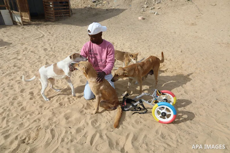 Palestinian man Saed al-Aer plays with the dogs at the Sulala Society for Animal Care shelter in Gaza City on December 25, 2021. Al-Aer, 25, takes care of about 400 stray dogs at his shelter center. Photo by Ashraf Amra
