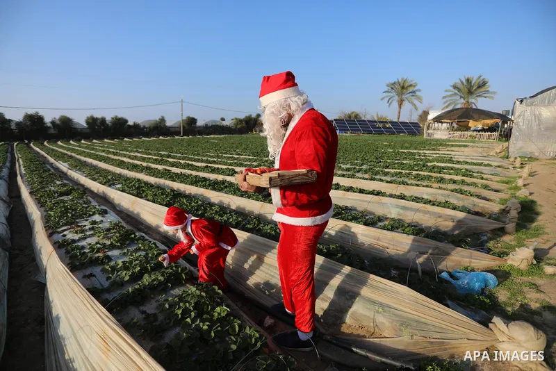 A Palestinian Christian man and his son dressed as Santa Claus help farmers in picking strawberries at a field, in Beit Lahia in the northern of Gaza strip, on December 27, 2021. Photo by Ashraf Amra