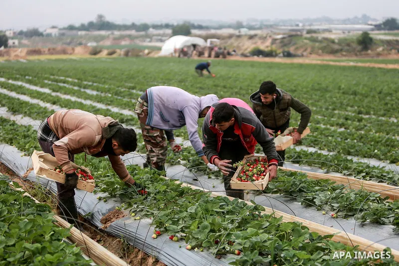 Palestinian farmers pick strawberries at a farm near the Israel-Gaza fence, in Beit Lahia, northern Gaza Strip, on December 28, 2021. Photo by Mohammed Dahman