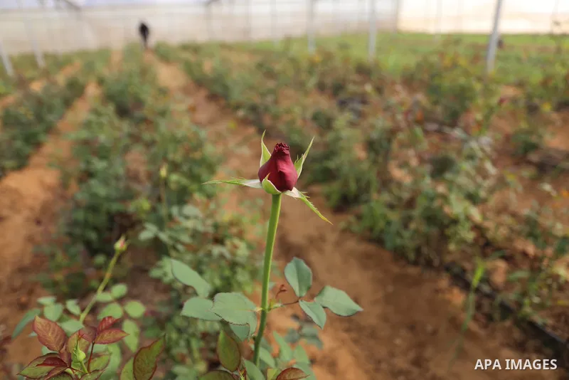 Palestinian farmers harvest flowers to sell in preparation for the New Year, in Khan Younis in the southern Gaza Strip,on December 29, 2021. Flower cultivation in the Gaza Strip began in the 1980s and flourished in the m...