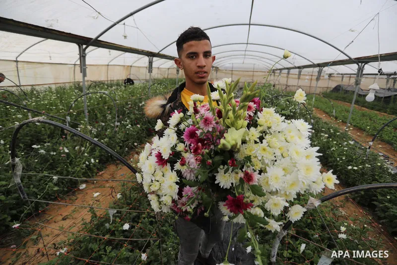 Palestinian farmers harvest flowers to sell in preparation for the New Year, in Khan Younis in the southern Gaza Strip,on December 29, 2021. Flower cultivation in the Gaza Strip began in the 1980s and flourished in the m...