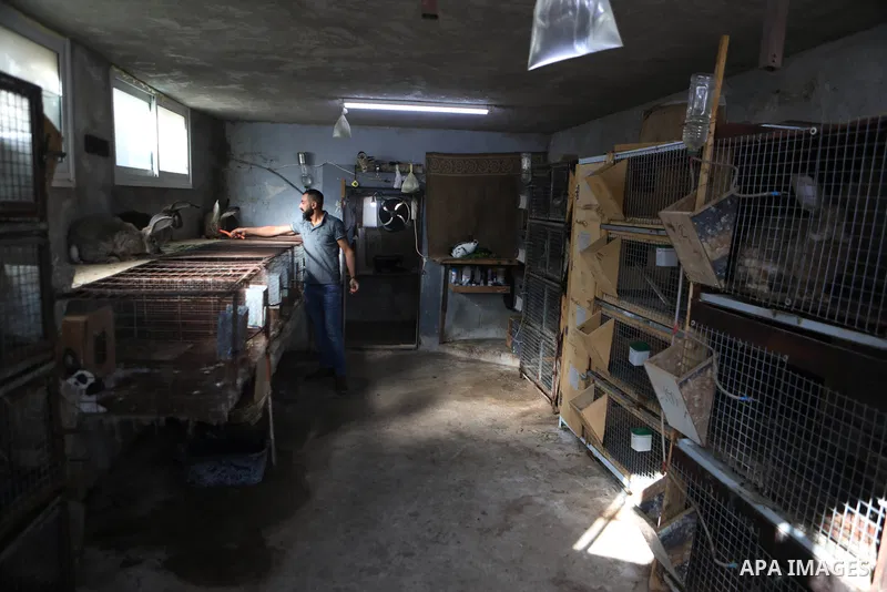 Saleh Al Sharawy shows large rabbits at a small farm inside his house, in the West Bank village of Dura near Hebron, on December 01, 2021. Al Sharawy, 37, raises German and Belgian giant rabbits to increase income. Photo...
