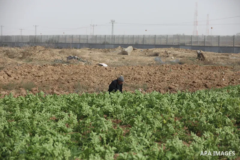 Palestinian farmers dig with hoes in a field near the portion of the high-tech barrier near the border between the Palestinian Gaza Strip and Israel, east of Gaza City on December 8, 2021. Photo by Ashraf Amra