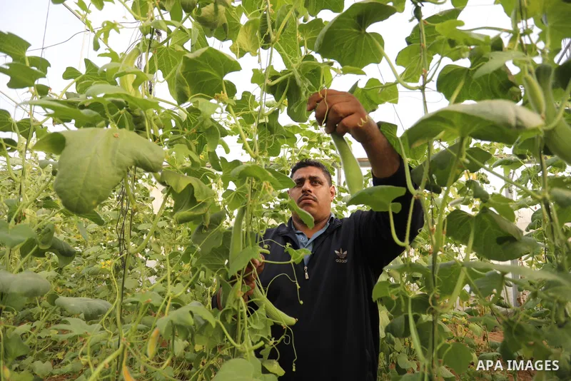 Palestinian farmers harvest snake cucumber "faqous" in a field in Deir al-Balah in the central Gaza Strip on December 13, 2021. The Armenian cucumber, is a type of long, slender fruit which tastes like a cucumber and loo...