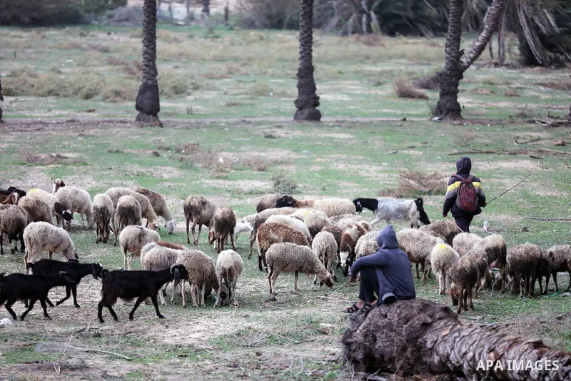 Palestinian shepherds herd their flock at a field during stormy weather in al-Zahra city in the center of Gaza Strip on December 20, 2021. Photo by Atia Darwish