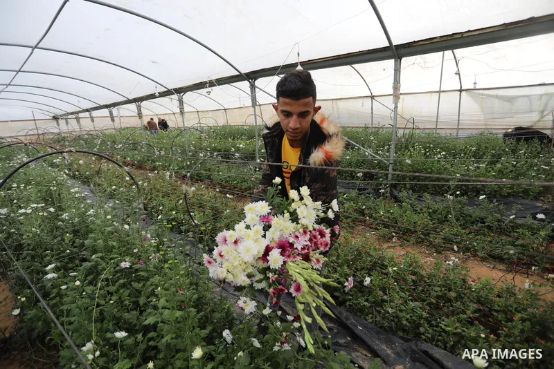 Palestinian farmers harvest flowers to sell in preparation for the New Year, in Khan Younis in the southern Gaza Strip,on December 29, 2021. Flower cultivation in the Gaza Strip began in the 1980s and flourished in the m...