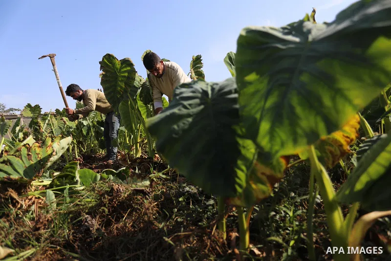 Palestinian farmers harvest colocasia in Gaza city on November 13, 2021. Colocasia , a root vegetable most commonly known as taro, kalo, dasheen, madhumbe, marope, magogoya, patra, arbi or godere.[citation needed] It is...