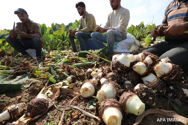 Palestinian farmers harvest colocasia in Gaza city on November 13, 2021. Colocasia , a root vegetable most commonly known as taro, kalo, dasheen, madhumbe, marope, magogoya, patra, arbi or godere.[citation needed] It is...